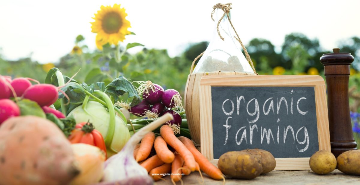 Frutas y verduras enteras para perros Organic Hunde