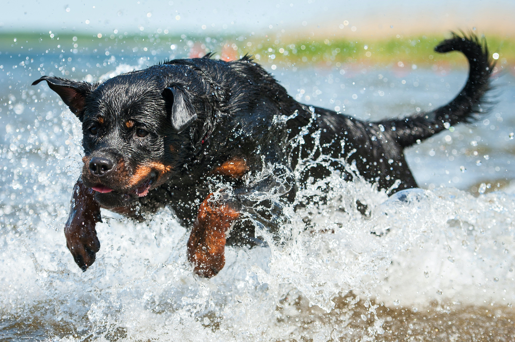 Rottweiler do pazo with Sportlich Organic Food