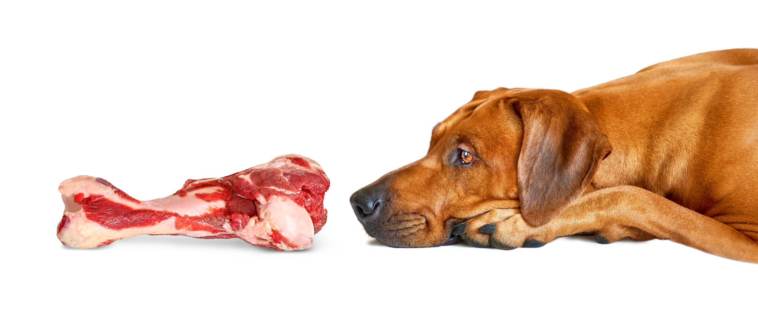 Pienso Organic Hunde rico en carne fresca para perros