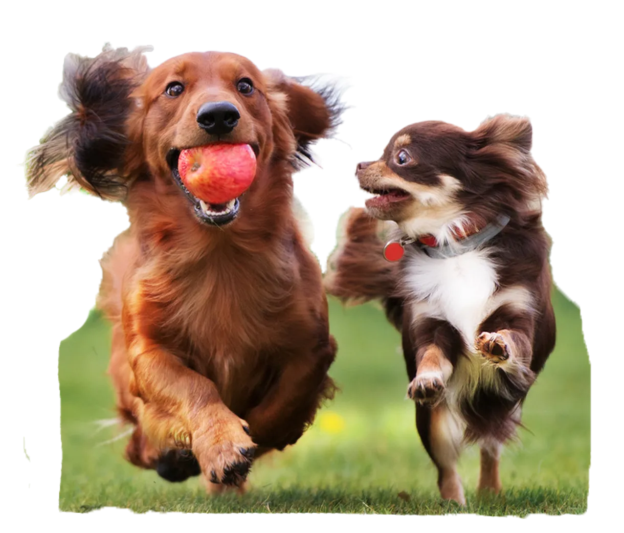 Ingredientes naturales para perros Organic Hunde